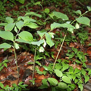 Polygonatum involucratum unspecified picture