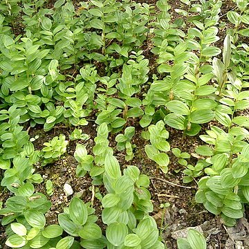 Polygonatum humile unspecified picture