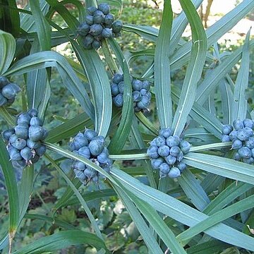 Polygonatum cirrhifolium unspecified picture