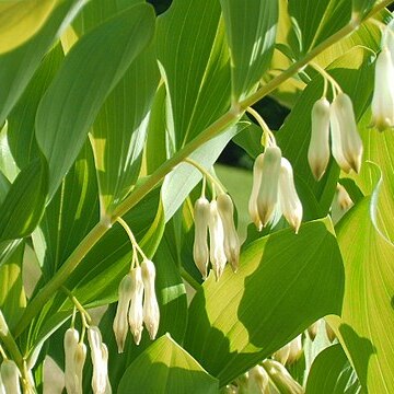 Polygonatum x hybridum unspecified picture