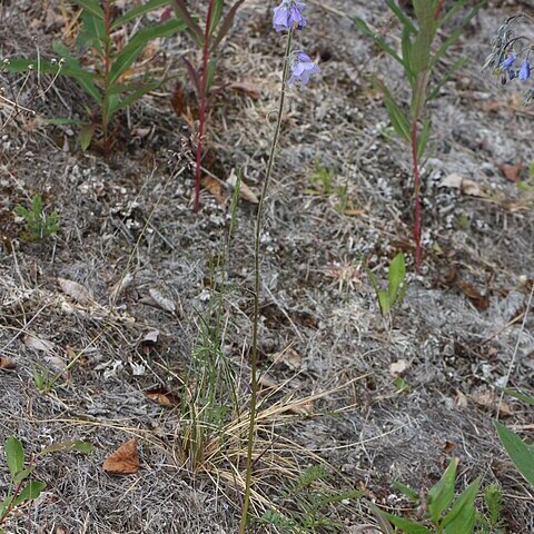 Polemonium acutiflorum unspecified picture