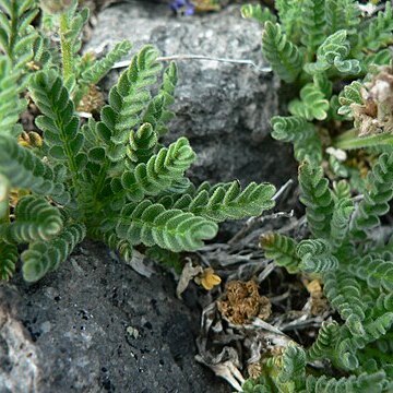 Polemonium elegans unspecified picture