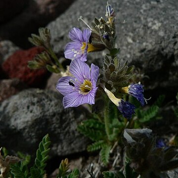 Polemonium elegans unspecified picture