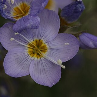 Polemonium boreale unspecified picture