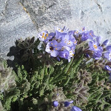 Polemonium viscosum unspecified picture