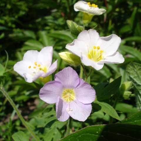 Polemonium carneum unspecified picture