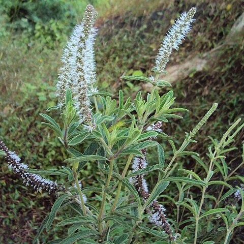 Pogostemon quadrifolius unspecified picture