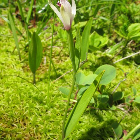 Pogonia minor unspecified picture