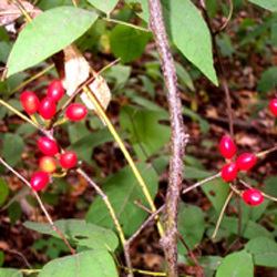 Lindera melissifolia unspecified picture