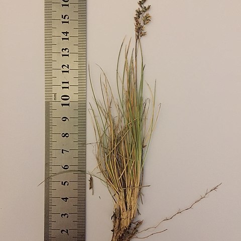 Poa gunnii unspecified picture