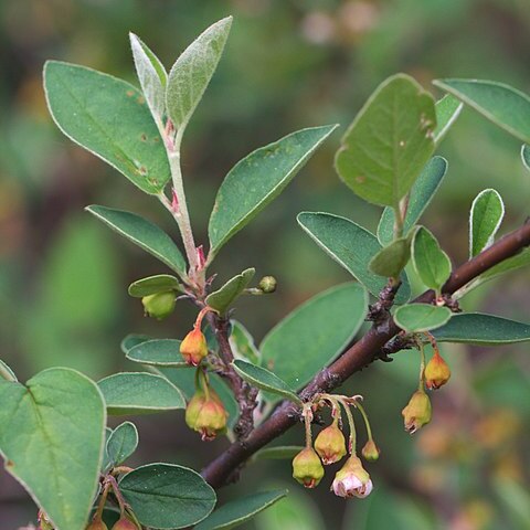 Cotoneaster unspecified picture