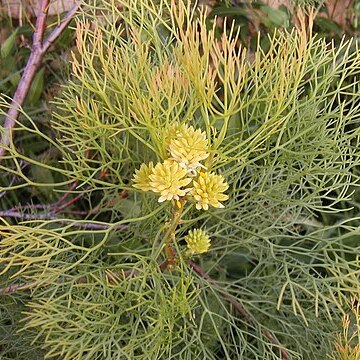 Petrophile pedunculata unspecified picture