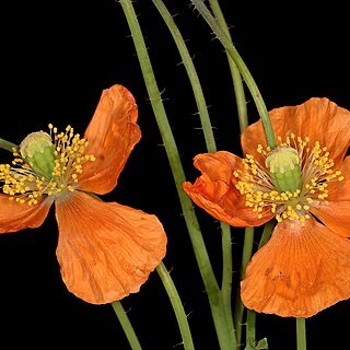 Papaver aculeatum unspecified picture