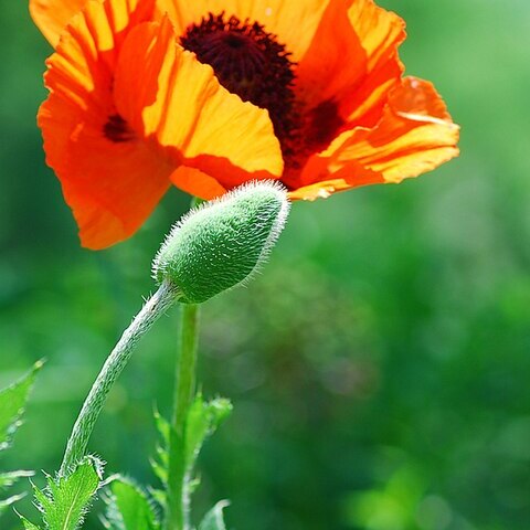 Papaver setiferum unspecified picture