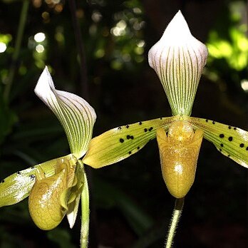 Paphiopedilum tonsum unspecified picture