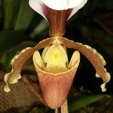 Paphiopedilum coccineum unspecified picture