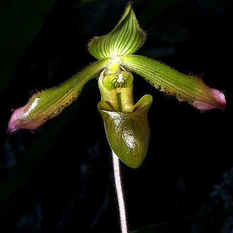 Paphiopedilum javanicum unspecified picture