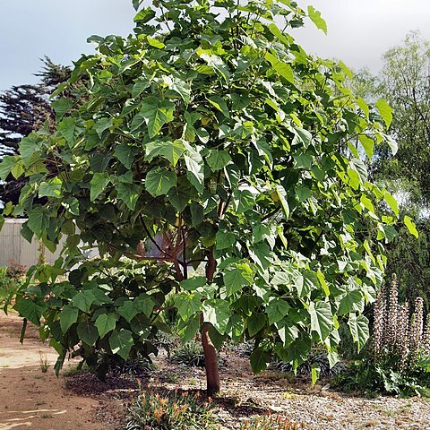 Paulownia kawakamii unspecified picture