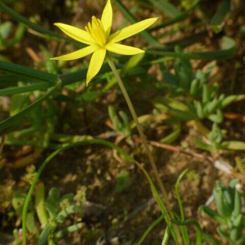 Pauridia capensis unspecified picture