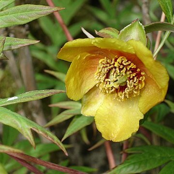 Paeonia delavayi unspecified picture