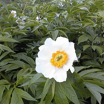 Paeonia emodi unspecified picture