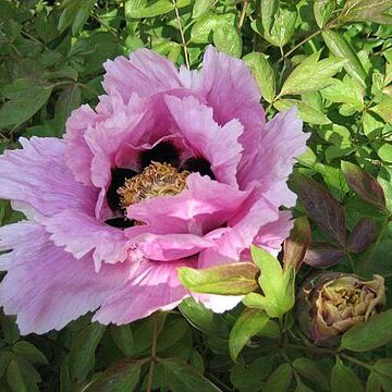 Paeonia unspecified picture