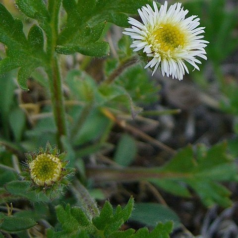 Erigeron pallens unspecified picture