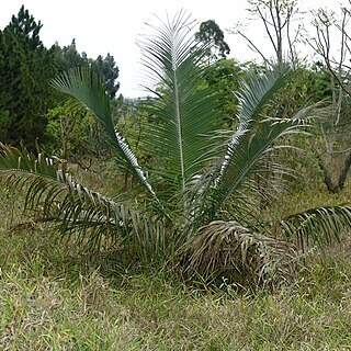 Attalea humilis unspecified picture