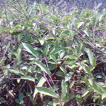 Aristolochia indica unspecified picture