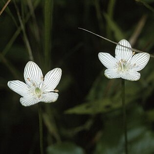 Parnassia caroliniana unspecified picture