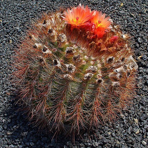 Parodia oxycostata unspecified picture