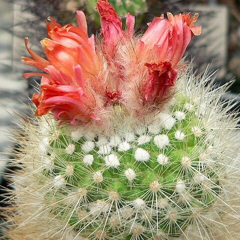 Parodia nivosa unspecified picture