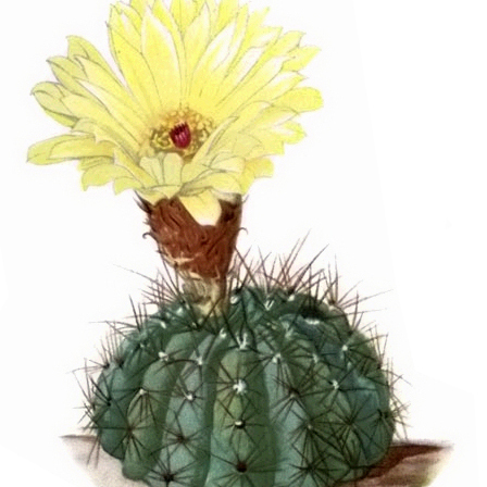 Parodia ottonis unspecified picture