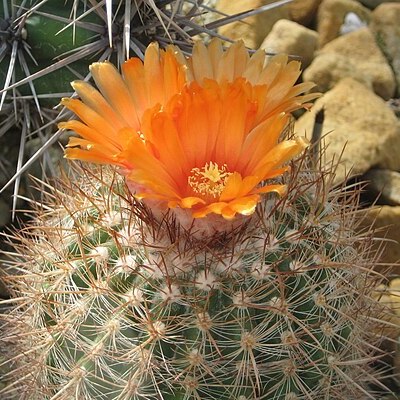 Parodia procera unspecified picture