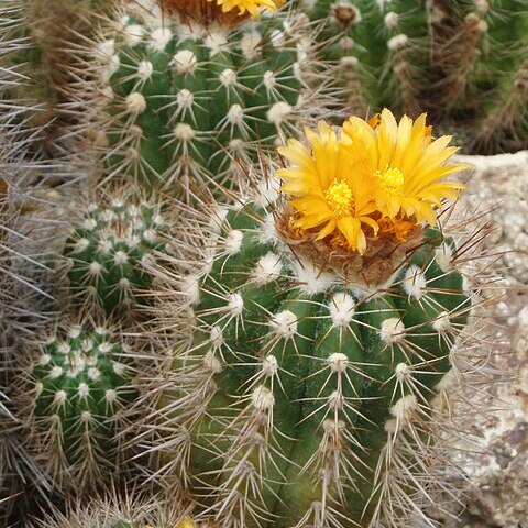 Parodia ayopayana unspecified picture