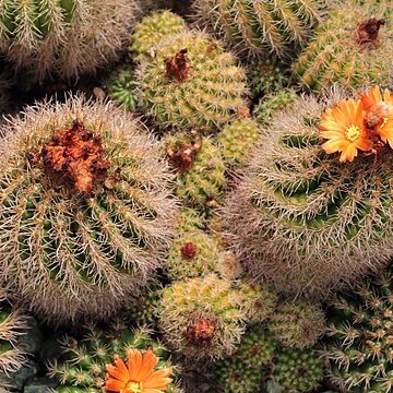 Parodia comarapana unspecified picture