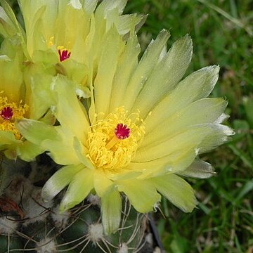 Parodia crassigibba unspecified picture