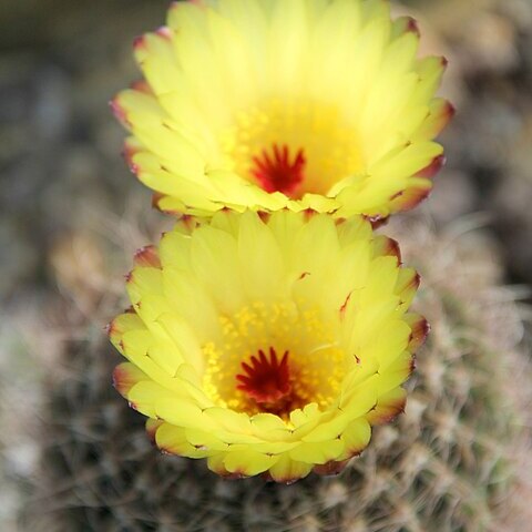 Parodia concinna unspecified picture