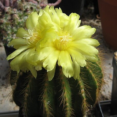 Parodia warasii unspecified picture