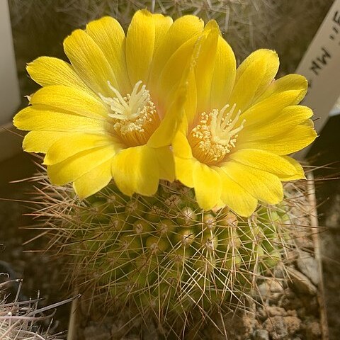 Parodia formosa unspecified picture