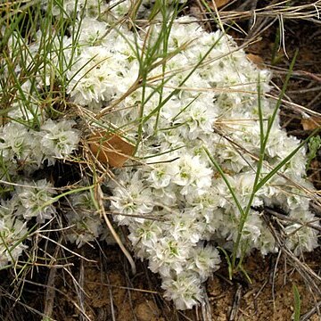 Paronychia aretioides unspecified picture