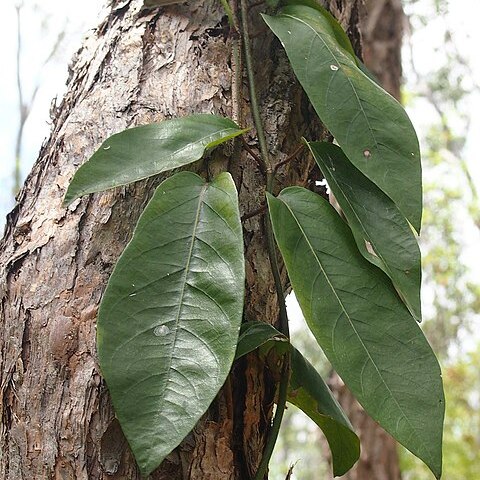 Parsonsia larcomensis unspecified picture