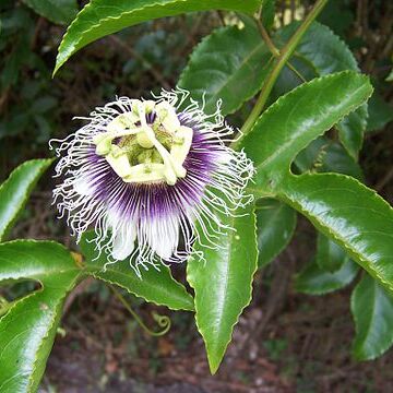 Passiflora edulis f. flavicarpa unspecified picture