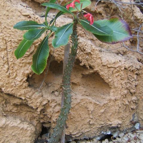 Pachypodium unspecified picture