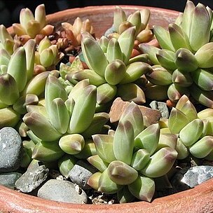 Pachyphytum compactum unspecified picture