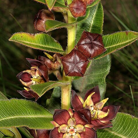 Pachycarpus concolor unspecified picture