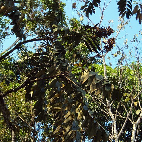 Pajanelia longifolia unspecified picture