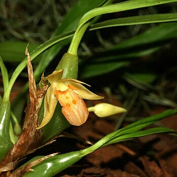 Panisea uniflora unspecified picture