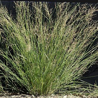 Panicum simile unspecified picture