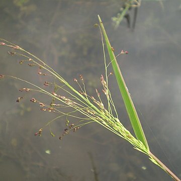 Panicum bisulcatum unspecified picture